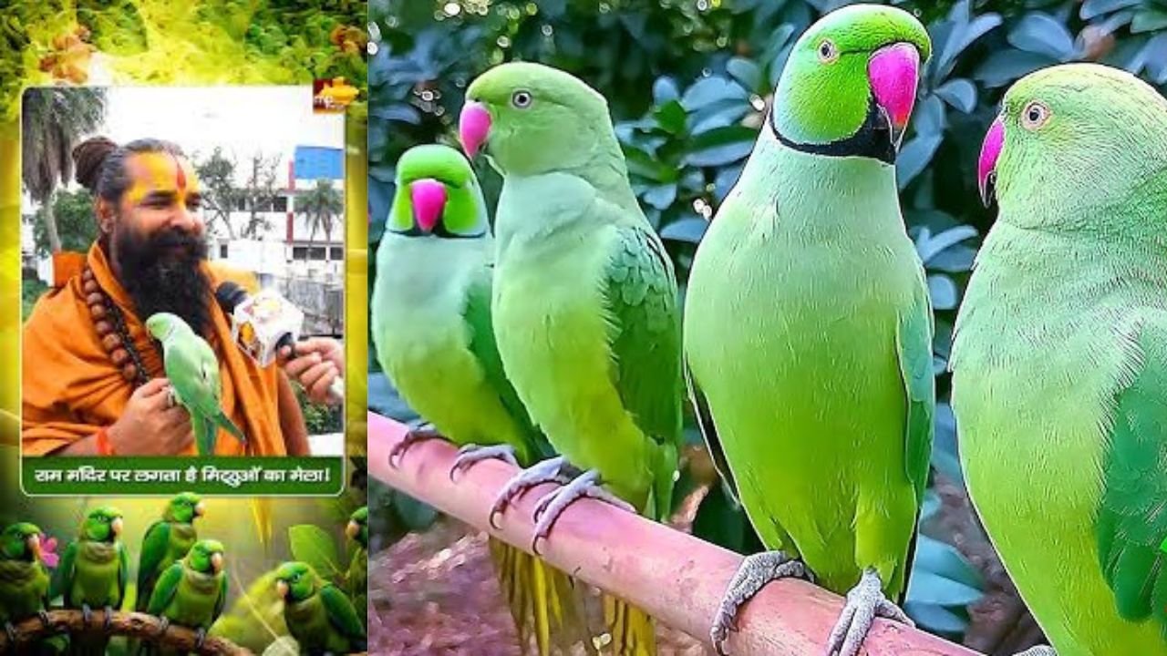 इंदौर का अनोखा राम मंदिर जहां 55 वर्षों से चल रहा है ‘मिट्ठू आर्मी’ का भंडारा, हर सुबह होता है तोतों का दिव्य आगमन