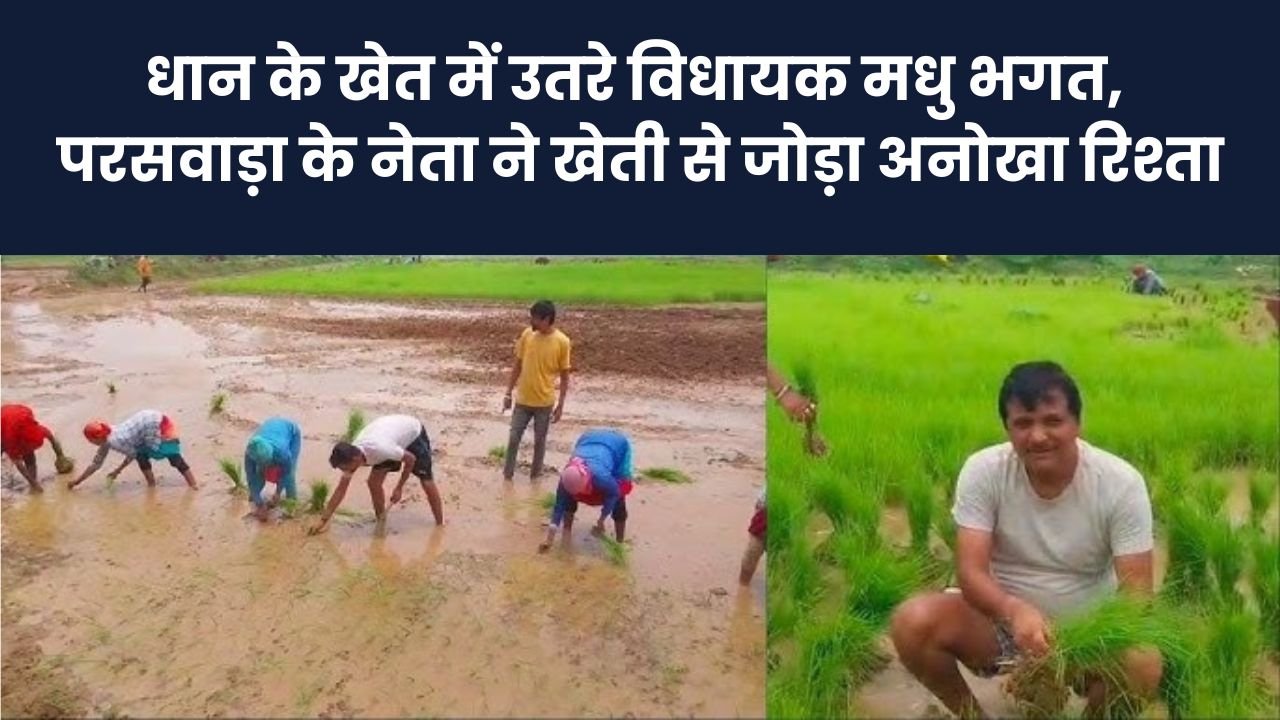 Balaghat News: धान के खेत में उतरे विधायक मधु भगत, परसवाड़ा के नेता ने खेती से जोड़ा अनोखा रिश्ता