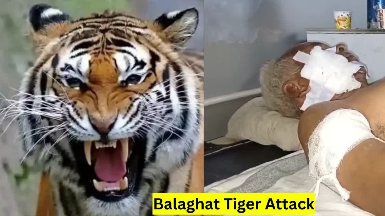 Balaghat Tiger Attack: बालाघाट में फिर हुआ बाघ का हमला, 65 वर्षीय ग्रामीण गंभीर रूप से घायल