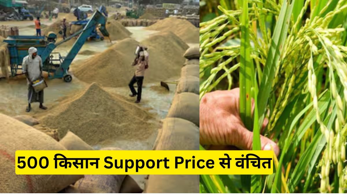Paddy Registration MP: 500 किसान Support Price से वंचित, पंजीयन की तारीख बिना बताए खत्म, अब फसल अटकी, नुकसान तय?