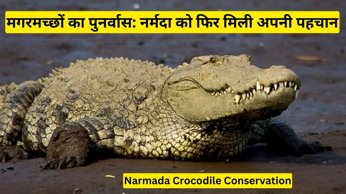 Narmada Crocodile Conservation: मां नर्मदा को मिला उनका ‘वाहन’ वापस, CM मोहन यादव की इस पहल ने छू लिया दिल