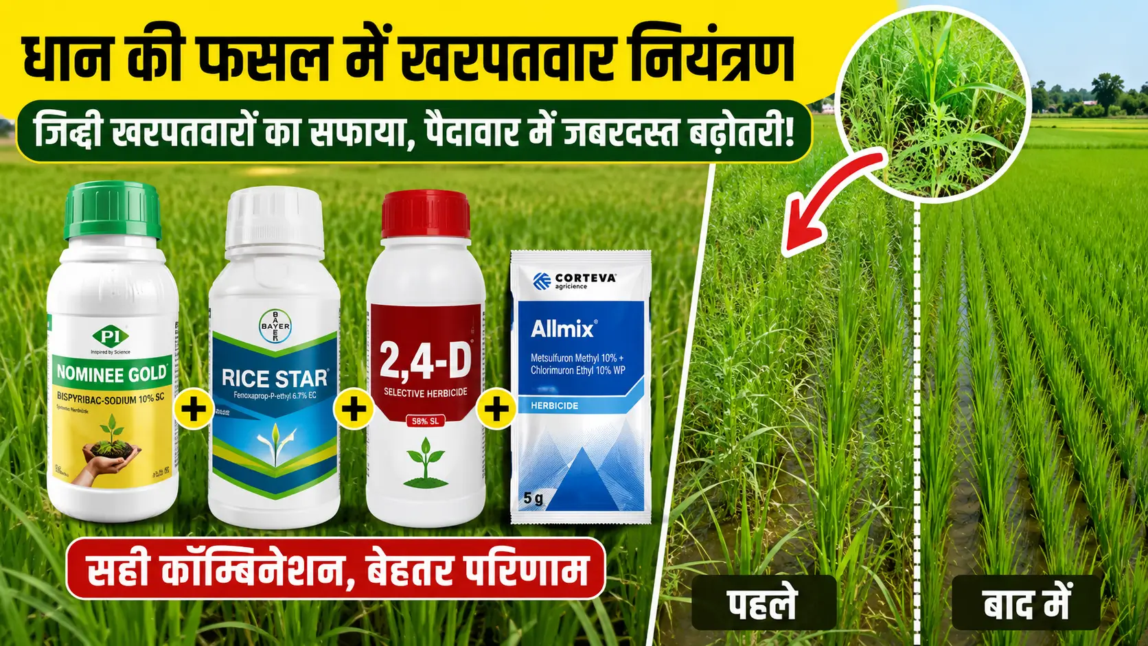धान खरपतवार नियंत्रण उपाय अपनाकर पाएं साफ खेत, जिद्दी घास से मिलेगी राहत और बढ़ेगी शानदार पैदावार