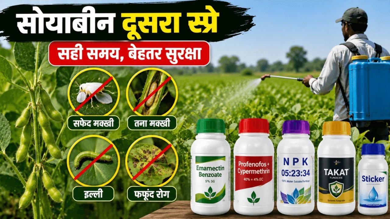 सोयाबीन दूसरा स्प्रे कब करें? सही समय और वैज्ञानिक तरीका अपनाकर कीट-रोग से बचाएं पूरी फसल आसानी से